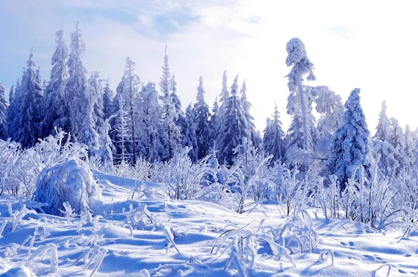 Шварцвальд Шварцвальд Зимой Еловой Лес Шварцвальд Хай Роуд Снежный Пейзаж — стоковое фото