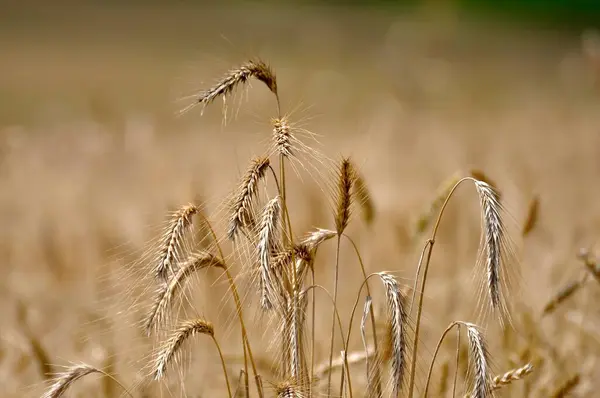 Ripe barley in the field, grain field