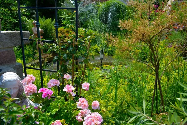 花园里的荷花池塘 夏天的美丽花园 花园的观赏植物 — 图库照片