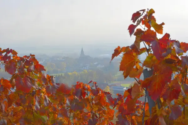 Sonbaharda Gglingen Yakınlarındaki Şarap Arazisini Yazmıştı — Stok fotoğraf