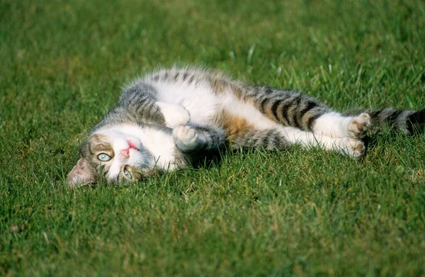 Domácí Kočka Ležící Trávě — Stock fotografie