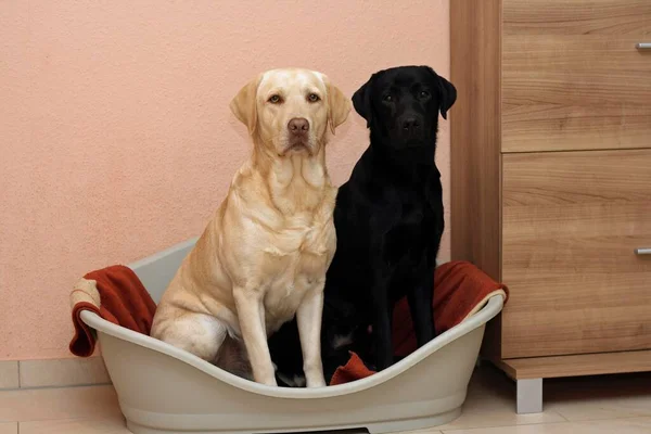 Labrador Retrievers Sentado Lado Lado Cesta Cão Sala Estar — Fotografia de Stock