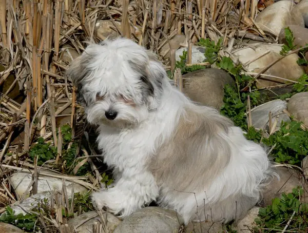 Visão Close Cachorro Cão Havanese — Fotografia de Stock