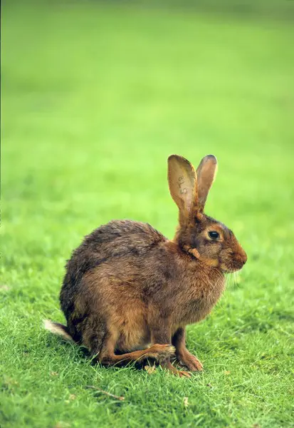 Rabbit Grass Close — Stock Photo, Image