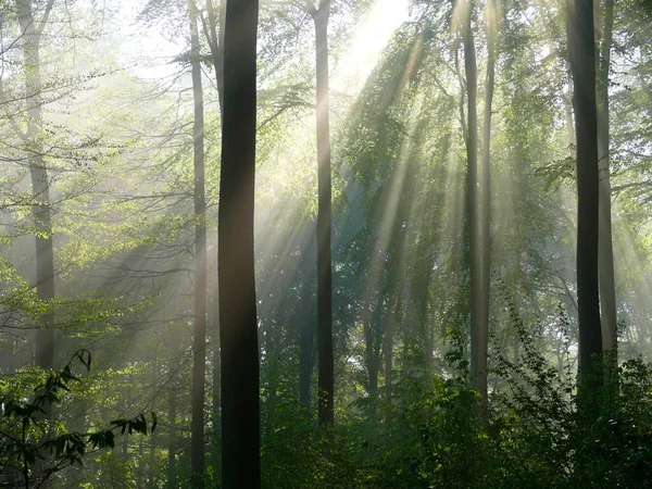 Floresta Decídua Primavera Nevoeiro Floresta Raios Sol Floresta — Fotografia de Stock