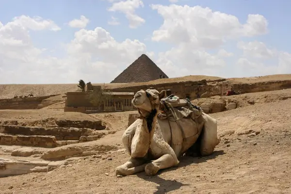 Bir Polis Dromedary Giza Mısır Afrika Yakınlarındaki Mykerinos Piramidinin Önünde — Stok fotoğraf