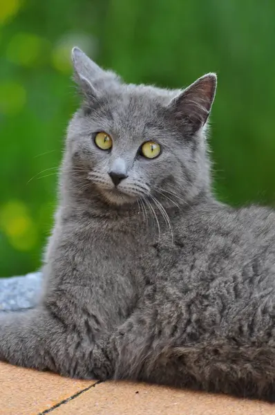 Κατοικίδια Γάτα Γκρι Carthusian Γάτα British Shorthair Bkh British Shorthair — Φωτογραφία Αρχείου