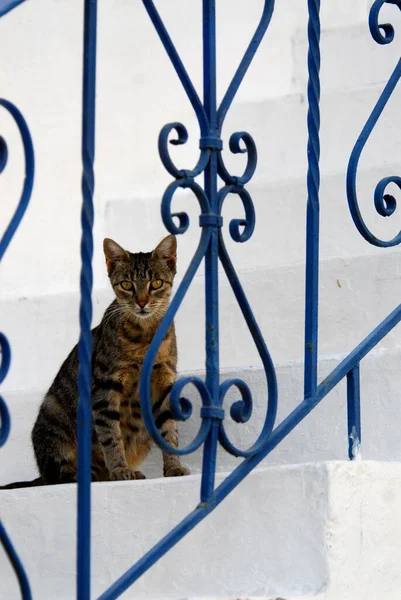 Kot Domowy Kot Brunatny Zaglądanie Przez Poręcze Kutego Żelaza Wyspa — Zdjęcie stockowe
