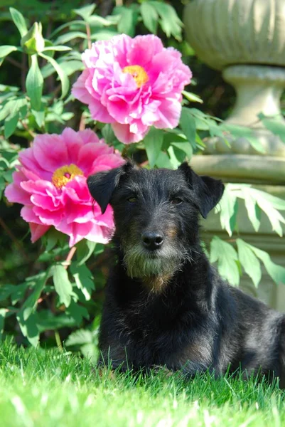 Widok Bliska Psa Terrier Westfalia — Zdjęcie stockowe