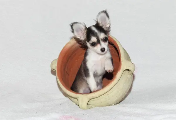 Bonito Jovem Chihuahua Pote — Fotografia de Stock