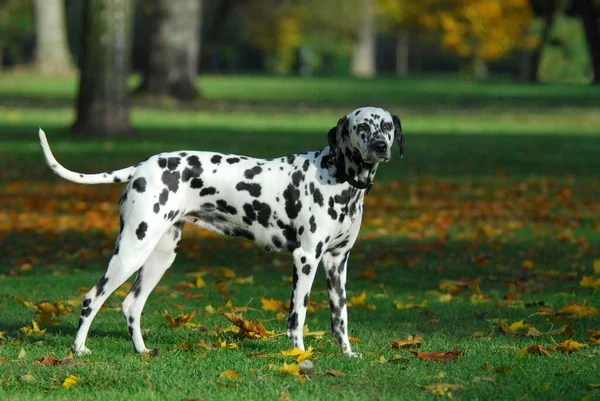 Dalmatian standing in a meadow with autumnal leaves, FCI Standard No. 153, 6. 3, dalmatian, standing in a meadow with autumnal leaves