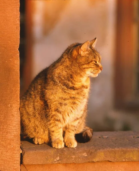 Kot Siedzi Kamiennym Płocie Podczas Sunetu — Zdjęcie stockowe