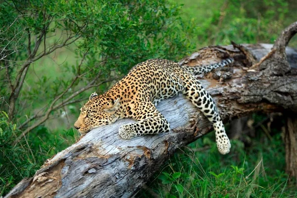 Leopard (Panthera pardus), Kruger National Park, South Africa, Sabisabi Private Game Reserve, adult, on tree, resting, lying Leopard, Kruger National Park, South Africa, Sabisabi Private Game Reserve Leopard, Panthera pa, Africa