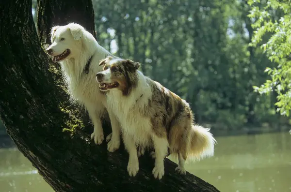 Großaufnahme Von Australian Shepherd Hunden Auf Dem Baum — Stockfoto