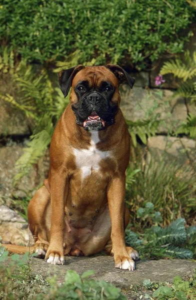 Boxer Σκυλί Κάθεται Στο Πάρκο — Φωτογραφία Αρχείου