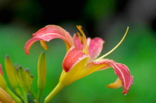 Taglilie Blüht Garten — Stockfoto