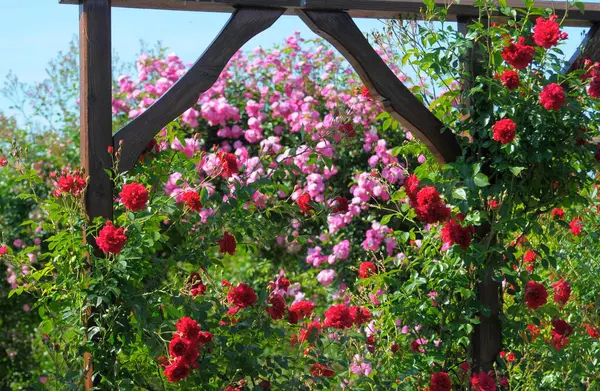 Jardim Rosas Oberderdingen Rosas Escalada Andaime — Fotografia de Stock
