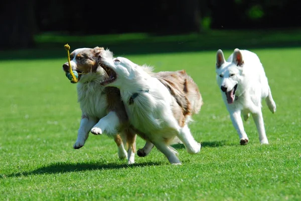 Two Australian Shepherds, red-merle, running together across a meadow, FCI Standard No. 342 (provisional), two Australian Shepherds, running together across the domestic dog (canis lupus familiaris)