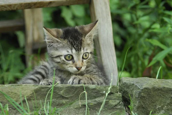 若い家庭用子猫 タビーは 庭の石の上に横たわっています 非プリーツリーワイルドキャット フェリスシルベストリス ネコス — ストック写真