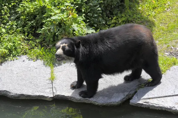 Niedźwiedź Okularowy Tremarctos Ornatus Niedźwiedź Andyjski Stuttgart Ogród Zoologiczny Wilhelma — Zdjęcie stockowe