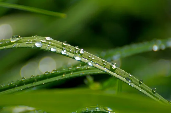 落雨点 百合花叶上的水滴 奥伯德丁的月桂花花园 — 图库照片