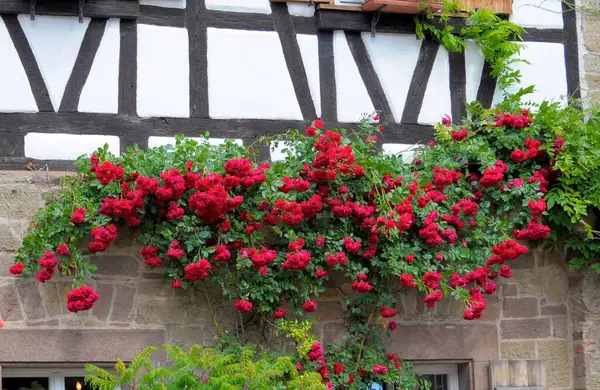 Czerwone Róże Wspinaczkowe Klasztorze Maulbronn — Zdjęcie stockowe