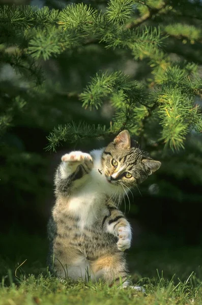 Jong Huis Kitten Maakt Mannelijk Jagen Muizen — Stockfoto