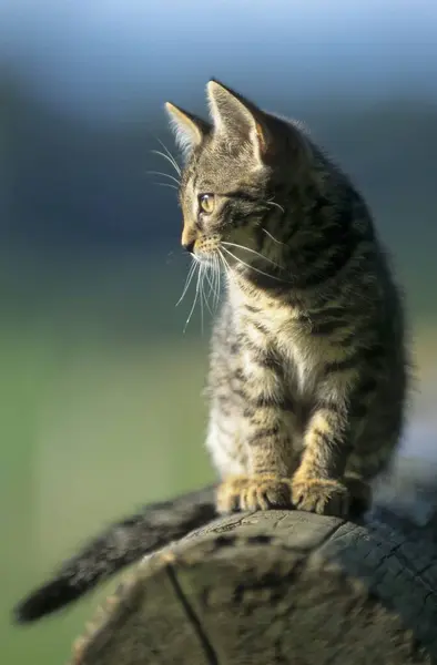 Felidae Felis Catus Svart Och Vit Tabby — Stockfoto
