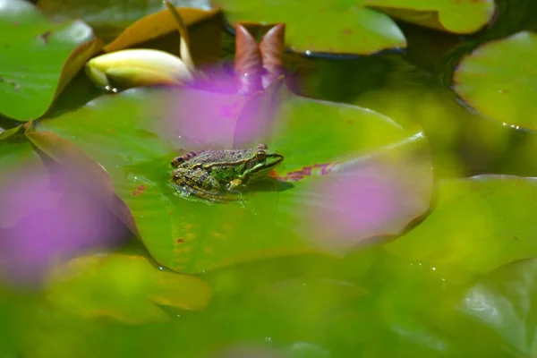 Close View Water Frog Pond — Stock Photo, Image