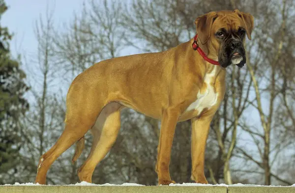 Close Άποψη Του Σκύλου Boxer Ποζάρουν Στη Φύση — Φωτογραφία Αρχείου