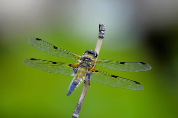 Four Spot Dragonfly Pond — Stock Photo, Image