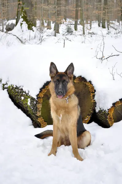 Young Shepherd Bitch Months Old Snow Fci Standard 166 — Photo
