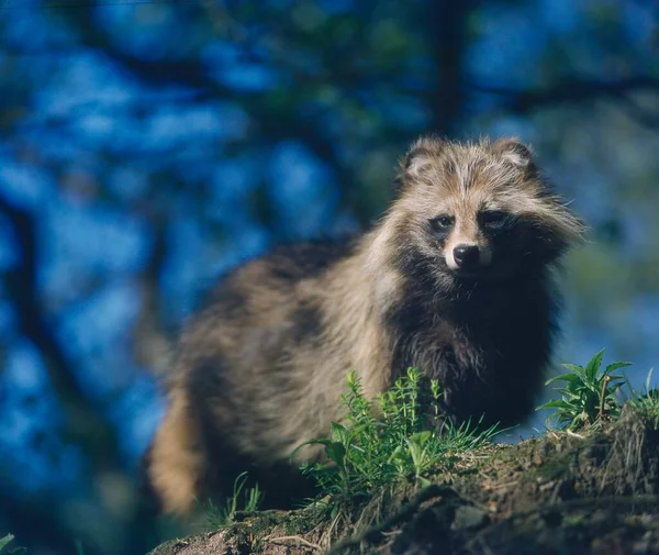 Närbild Raccoon Hund — Stockfoto