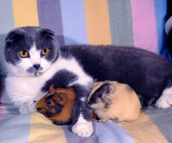 False-eared cat and guinea pig