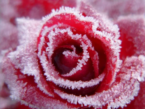 Rosa Roja Con Escarcha — Foto de Stock