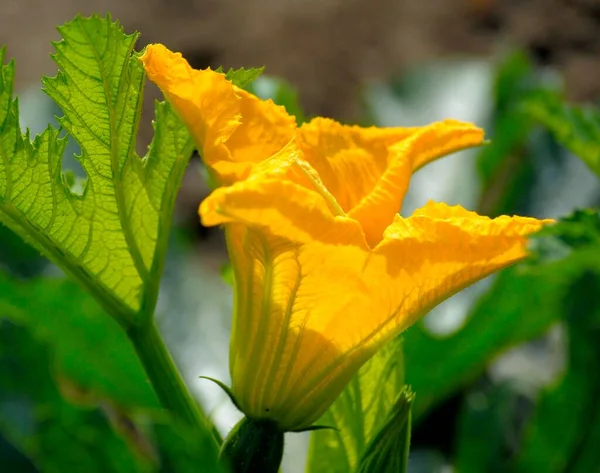 Cuketa Kvetoucí Zahradě Květ Cukety Květ Cukety Cuketa — Stock fotografie