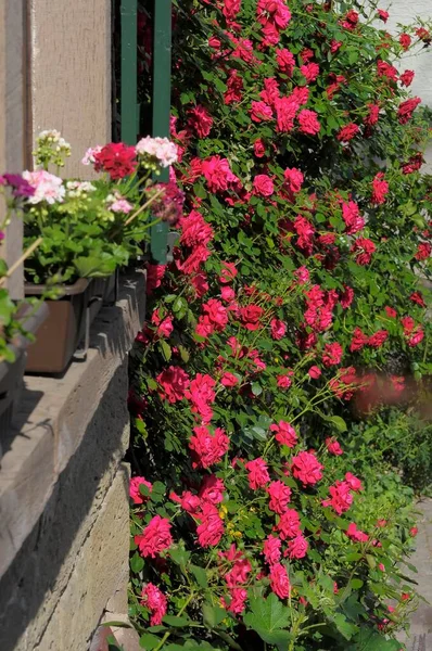 Red Climbing Roses Flowering House Wall Rose Garden Oberderdingen — Stock Photo, Image