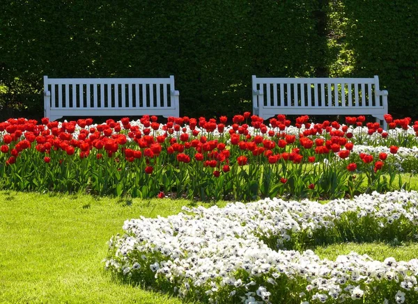 Colorful Tulips Garden — Stock Photo, Image