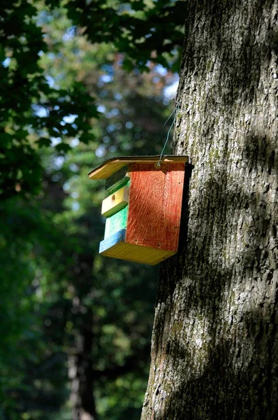 Цветная Коробка Птиц Дереве — стоковое фото