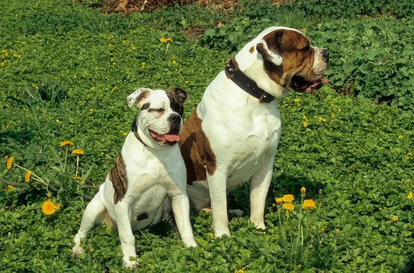 Close-up view of  two American Bulldogs