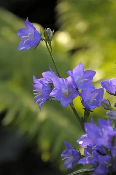 Blauglocken Garten — Stockfoto