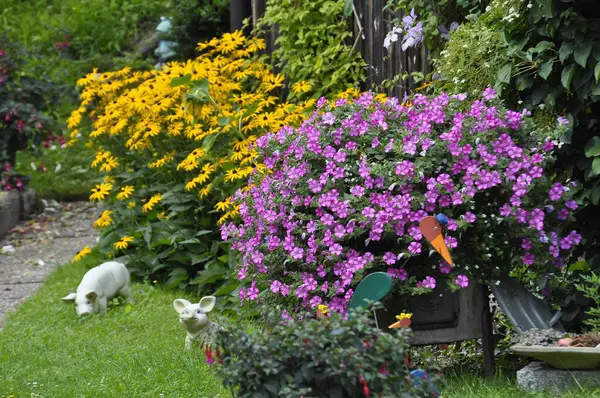 Floraison Vivace Dans Jardin — Photo