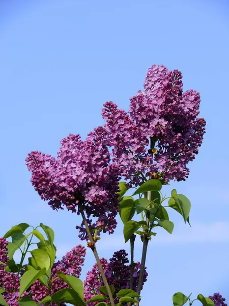 Lila Común Syringa Vulgaris Rama Lila Púrpura Floración —  Fotos de Stock