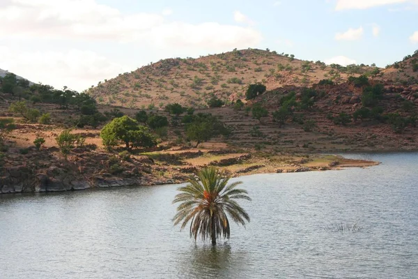 Stock image A palm tree stands in a reservoir in the Anti-Atlas, Morocco, Africa