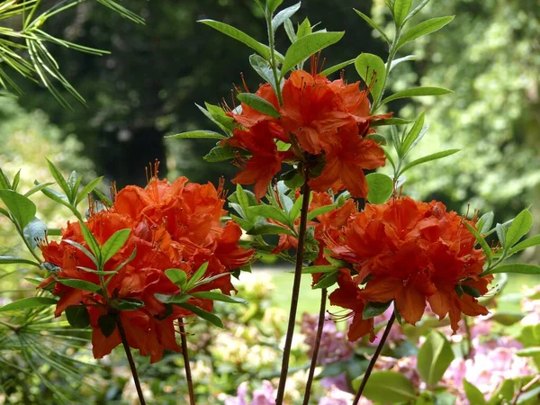 庭に咲くロードデンドロン アゼリア — ストック写真