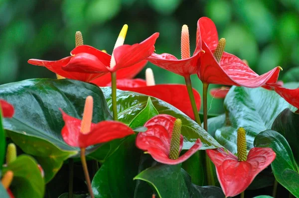 stock image Great list of anthurium species (Anthurium andreanum) flowering, Anthurium, Andreanum, Hybrid, Great Flamingo Flower