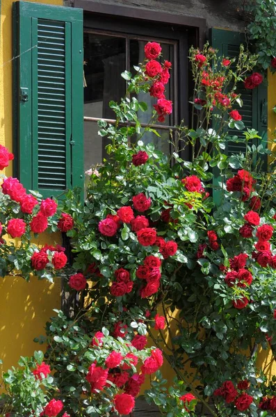 Κόκκινα Τριαντάφυλλα Αναρρίχησης Στο Ημίχρονο Στο Παράθυρο Του Maulbronn Schmie — Φωτογραφία Αρχείου