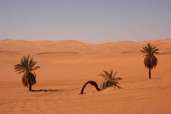 Palm Trees Maa Lake Ubari Dunes Libya Africa — Stock Photo, Image