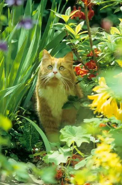 Domácí Kočka Červená Bílá Kocour Letní Zahradě — Stock fotografie