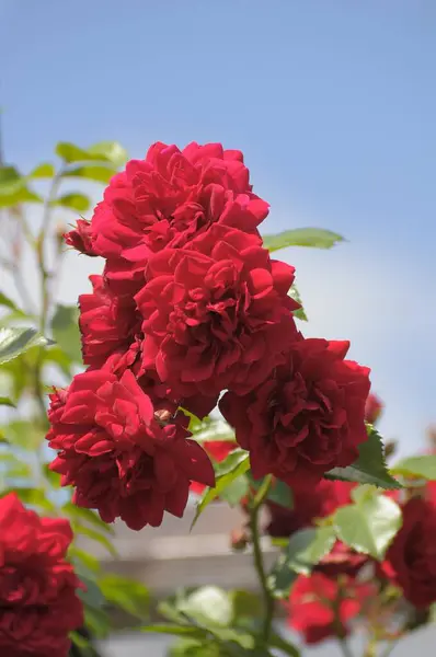 Czerwona Róża Ogrodzie — Zdjęcie stockowe